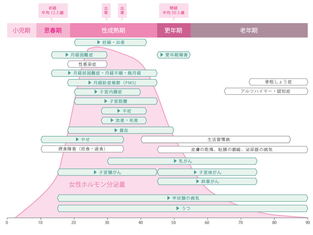 女性のライフステージ